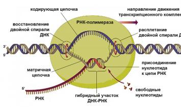 Строение и уровни организации рнк